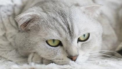 世界杯高清赛事直播-LCK眼里的Bin哥：外表看起来很坚强，没想到还挺少女心