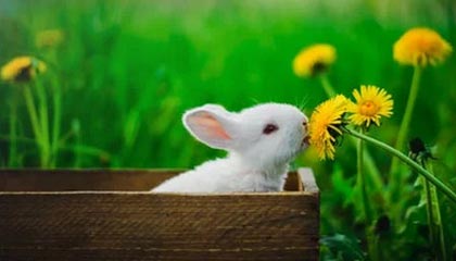 世界杯高清赛事直播-LCK眼里的Bin哥：外表看起来很坚强，没想到还挺少女心